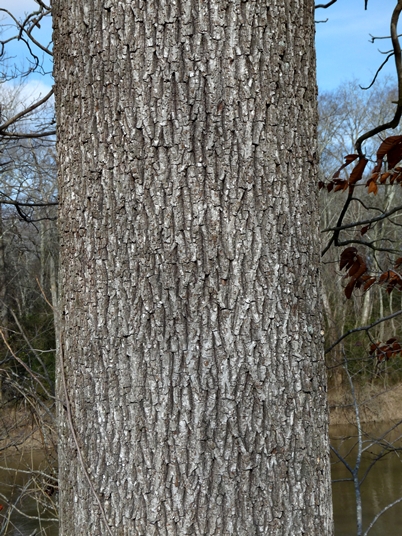 {Carya tomentosa}